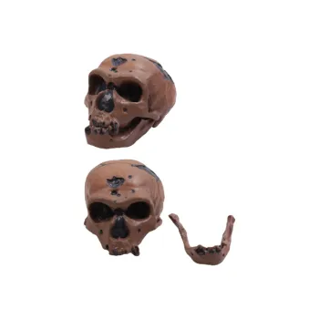 50102.08 Neanderthal Man Skull: Characteristics, Significance, and Historical Context