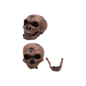 50102.08 Neanderthal Man Skull: caratteristiche, significato e contesto storico