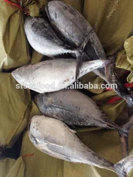 Frozen bonito tuna fish whole round