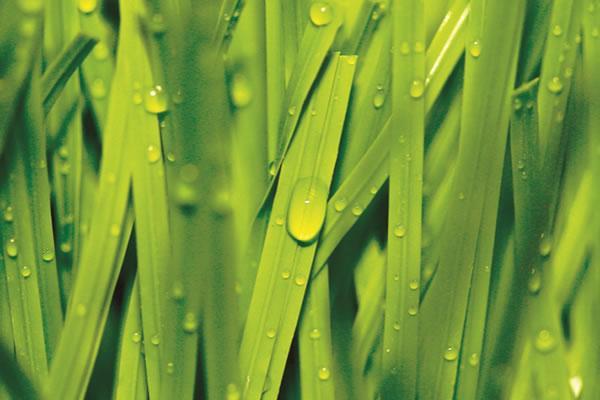 14 2 6 Plus Artificial Grass 01