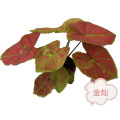 Caladium Plant Flower top selling caladium mix factory Manufactory