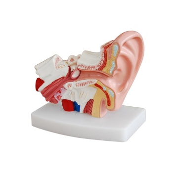 DARHMMY Medical Science Human Ear Simulation Desktop Model