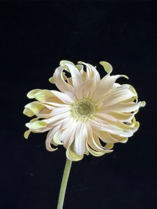 Shangri-La Gerbera roll edge