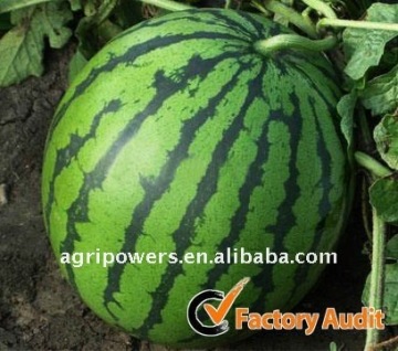 Red High globe shapesugar seedless hybrid Honey Treat watermelon seed