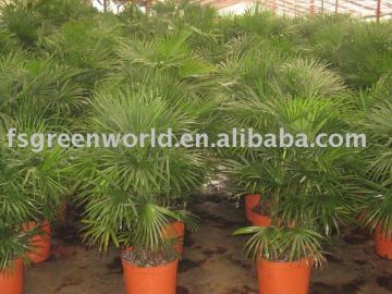 raphis multifida burr outdoor palm trees