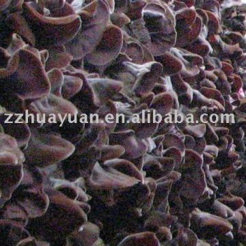 black fungus with high quality