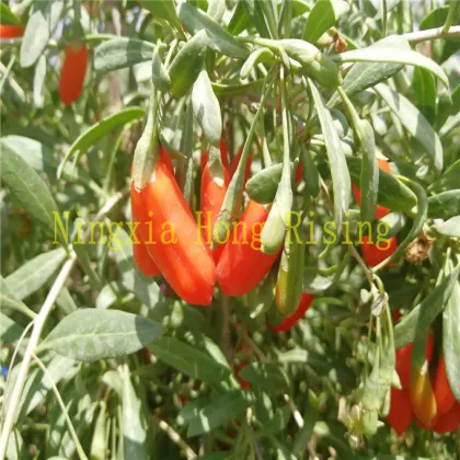 Organic fresh goji berry 2018