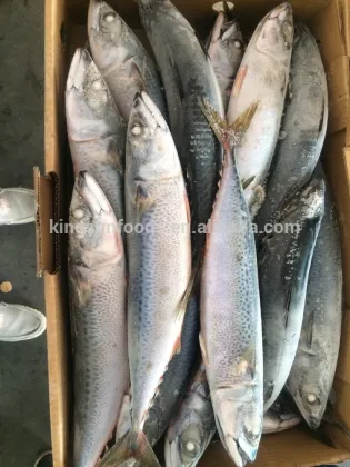 New Season Pacific Mackerel