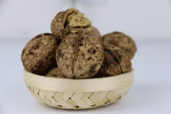 Bulk Unwashed In-Shell Walnuts for Snacking