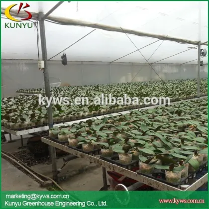 Hot sale moth orchid Taiwan orchid pot dendrobiums for sale