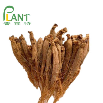 Extrait de plante Poudre d&#39;extrait de racine de ginseng rouge de Corée