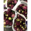 তোড়া জন্য টাটকা কাটা ফুল Burgundy Lisianthus পাইকারি