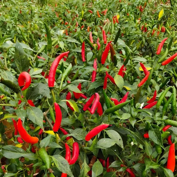 Kurutulmuş Sichuan Biber Kırmızısı (Çin dikenli kül)