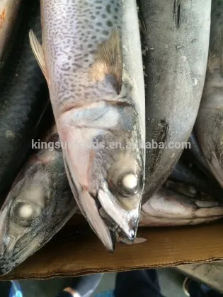 New Season Pacific Mackerel
