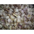 2020 Best Quality Regular White Garlic