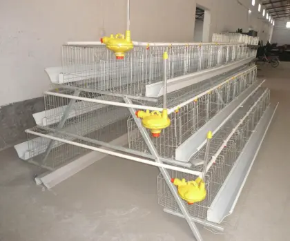 chicken cage for poultry