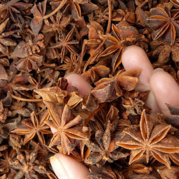 Kinesiska 2021 New Crop Star Aniseed Star Anise