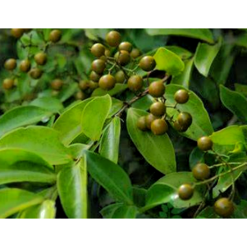 Traditional Wellness Strychnos Nux-Vomica, Strychni Semen Extract