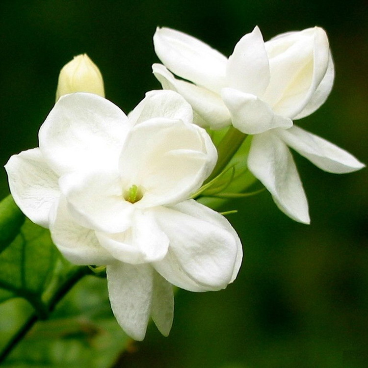 OEM jasmine essential oil