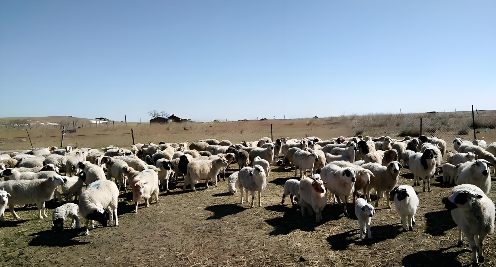 sheep ultrasound pregnancy scanning