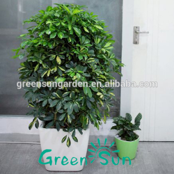 Bonsai tree large size rectangular plastic flower pots