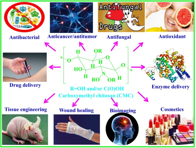 carboxymethyl chitosan uses