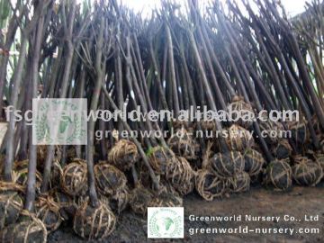 Prunus Cerasifera rootball D5cm