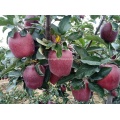 Huaniu Apfel ist im Verkauf