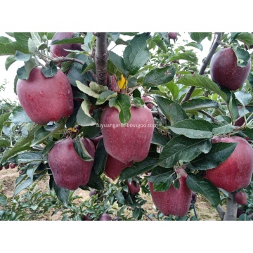 Huaniu Apfel ist im Verkauf