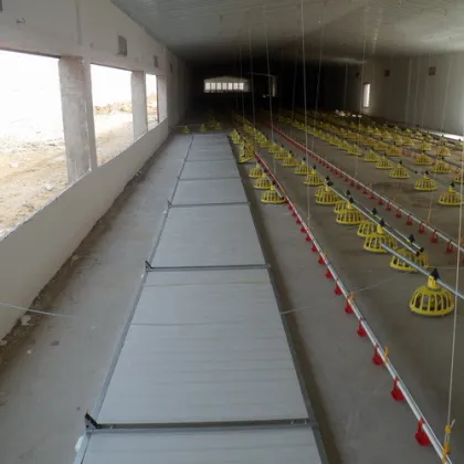 Poultry Machinery for Chicken Raising Equipment