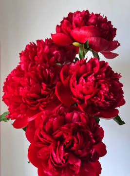 Luxury Command Performance Peony