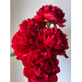 বিলাসবহুল কমান্ড কর্মক্ষমতা Peony