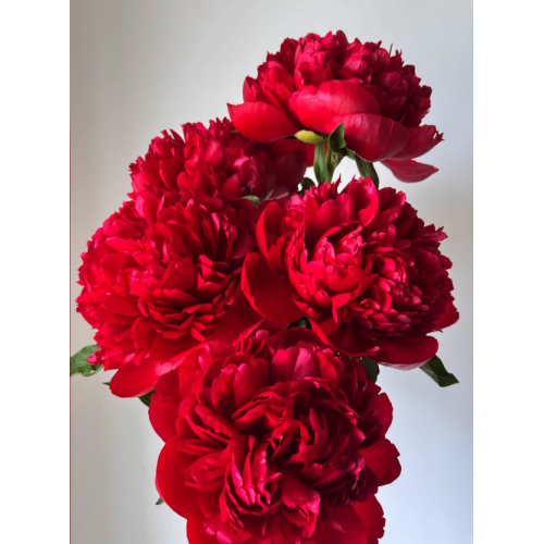 বিলাসবহুল কমান্ড কর্মক্ষমতা Peony