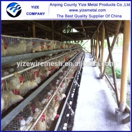chicken layer farm/fans for chicken farm/farm equipment chicken