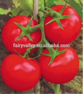 FV 9513- Heat Resistance Red Tomato Seeds 100-130g For Open Field Summering Cultivation