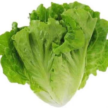 Vegetable Lettuce for sale