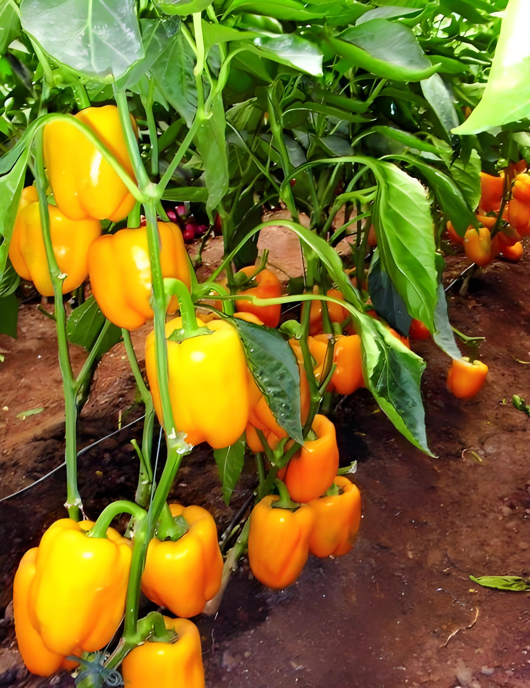 Soil Conditioner