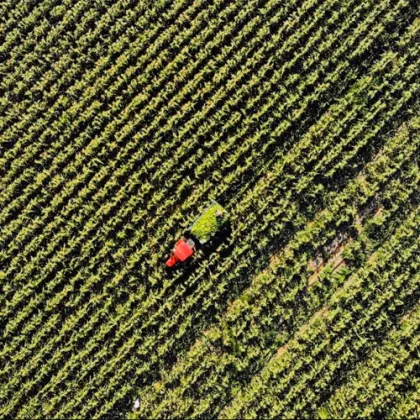 Single Packed Egg Sweet Corn