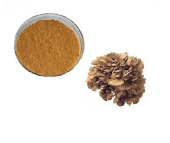 Organic Maitake Mushroom Extract Powder