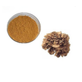 Poudre d&#39;extrait de champignon Maitake biologique