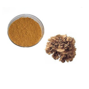 Organic Maitake Mushroom Extract Powder