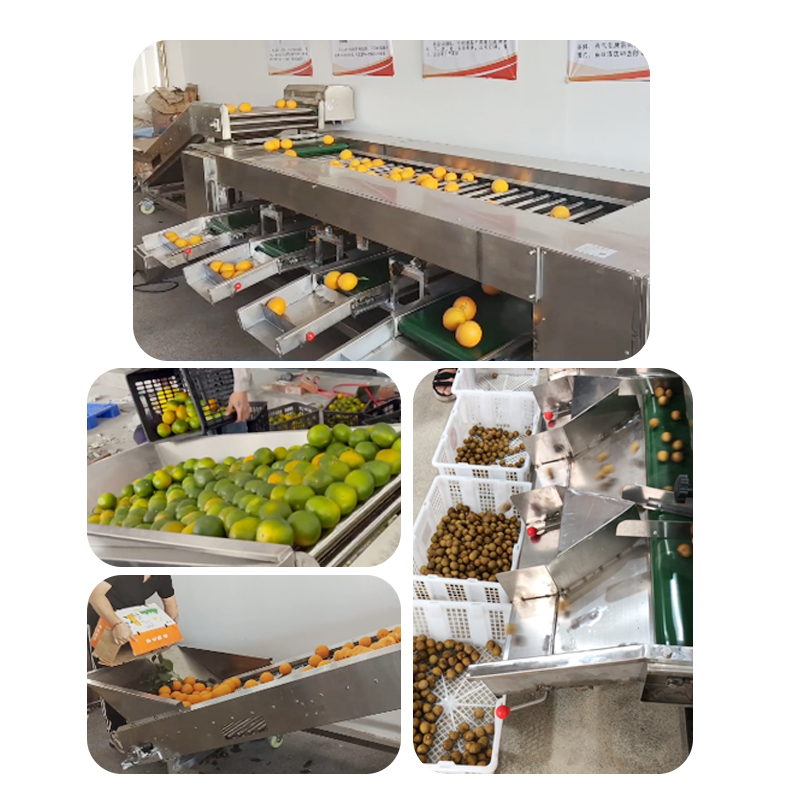 fruit sorting machine
