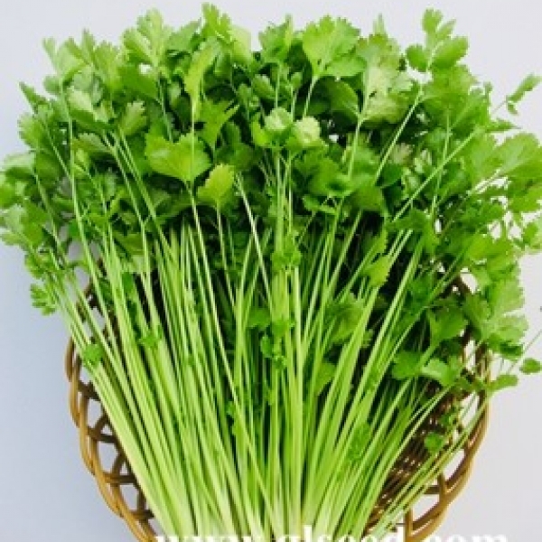 Coriander Extract Powder Sale