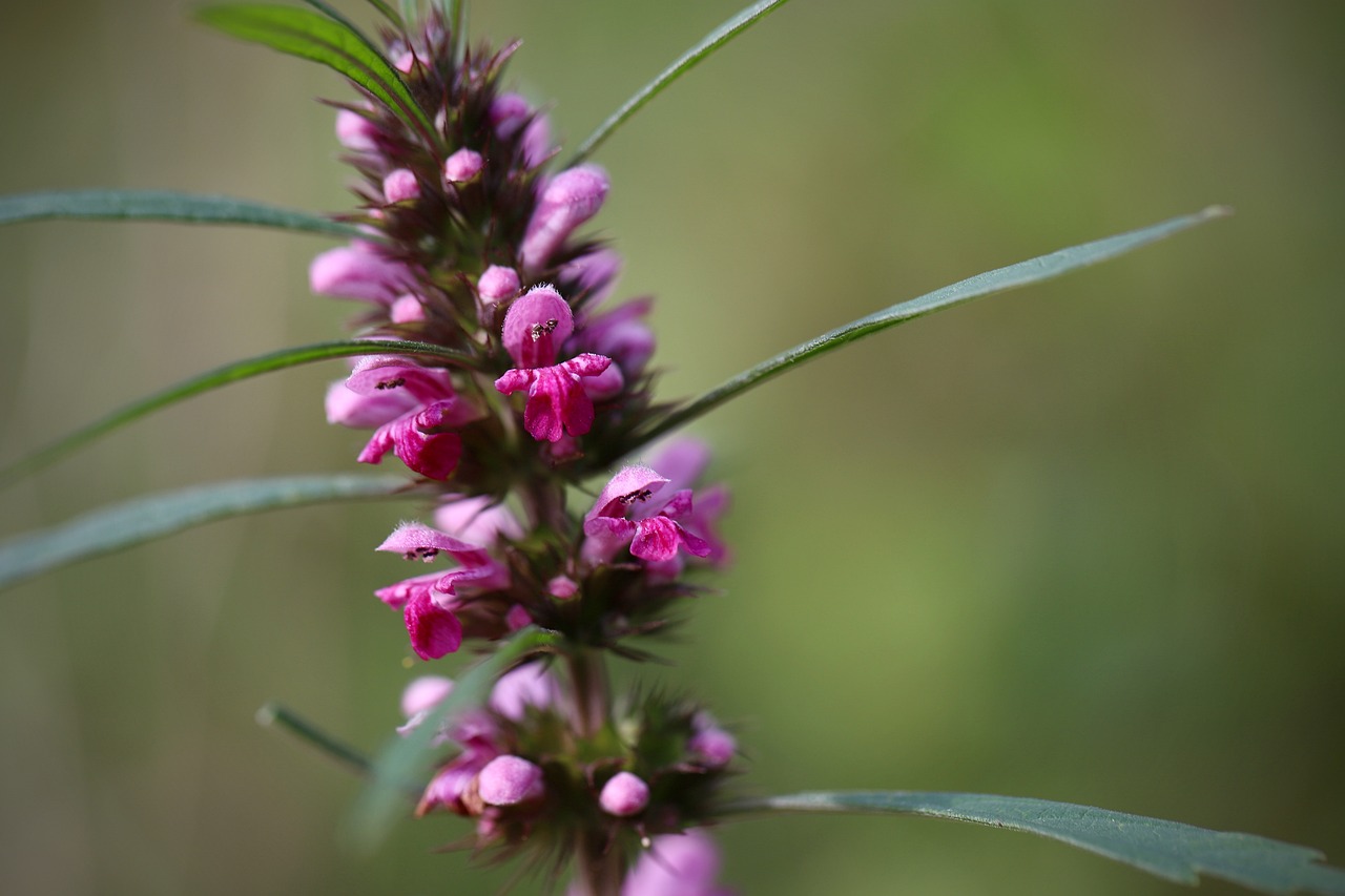 motherwort herb