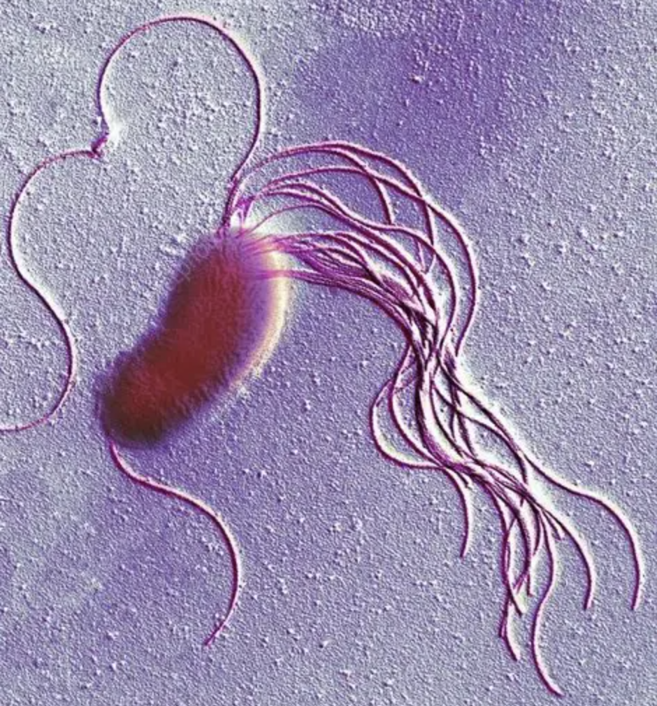 High Purity Pseudomonas Fluorescens
