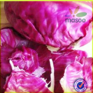 Fresh Red Cabbage, High Quality Cabbage,Fresh Vegetables,Fresh Red Cabbage,