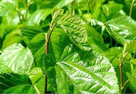 Mulberry Leaf Extract