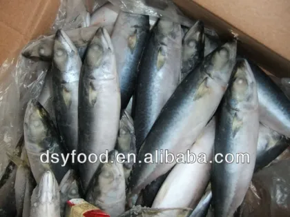 whole pacific macherel