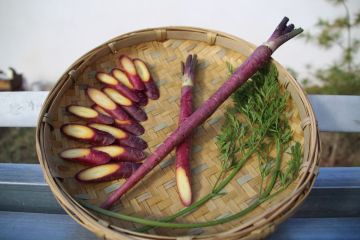 Organic Cultivated Purple Jade Carrot