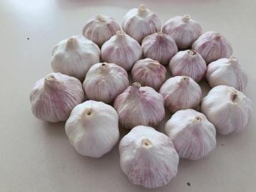 Fresh White Garlic Purple Garlic for sale export